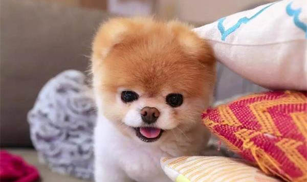 狗腸胃不好可以喝小米粥嗎