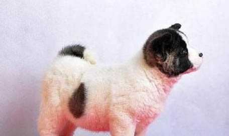 秋田犬和柴犬哪個好?