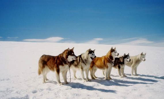 阿拉斯加雪橇犬該怎么喂養