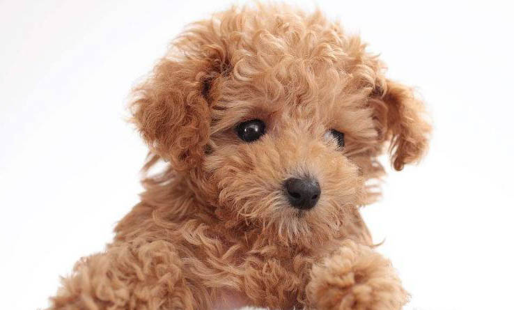 迷你貴賓犬的價格是多少