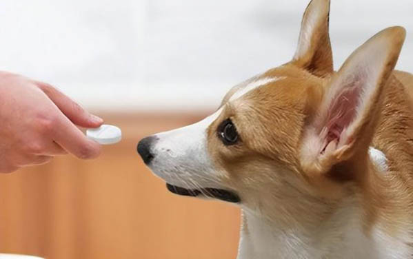 狗狗中毒和腦炎之間有什么區別?