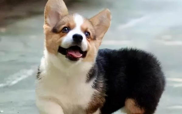 狗狗止痛藥有哪些牌子?