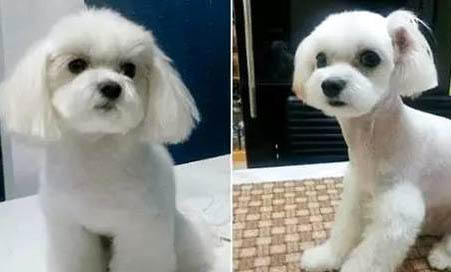 泰迪狗多久洗一次澡比較好?