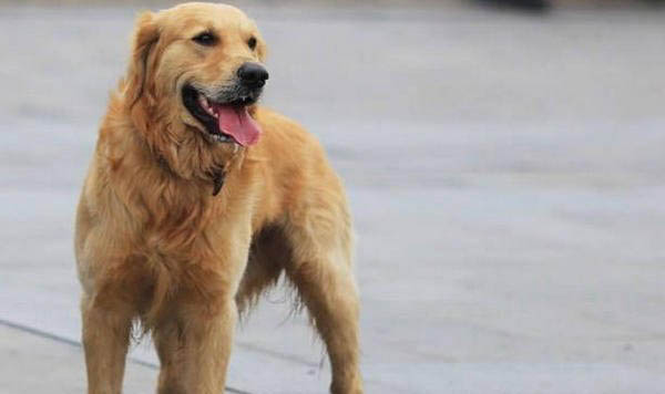 怎么給金毛犬補鈣