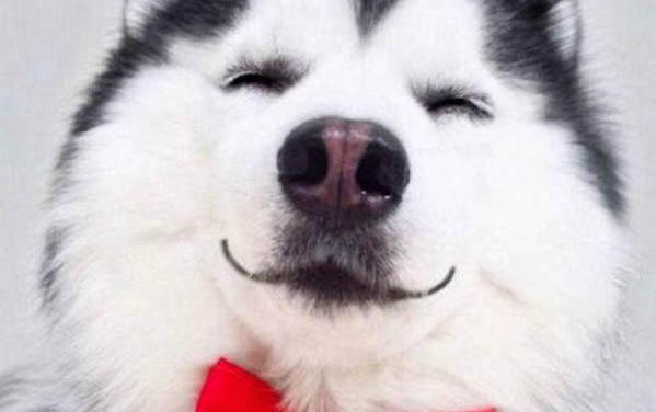 為什么哈士奇狗叫