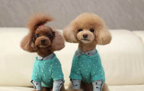貴賓犬做夢哼唧需要叫醒嗎