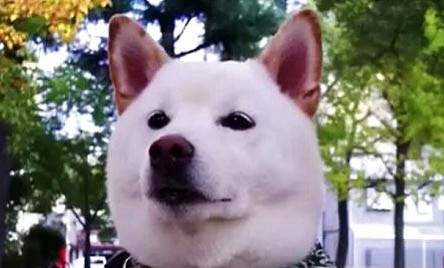 怎么挑選柴犬