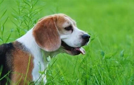 犬瘟用的單抗要打多久