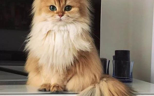 小貓八天了還不睜眼