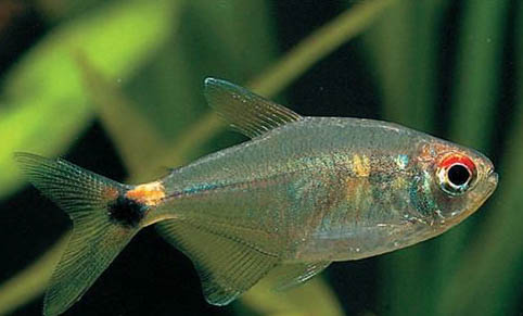 孔雀魚能和魚什么混養