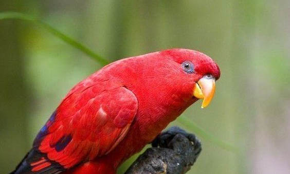 玄鳳鸚鵡幾個月才可以繁殖
