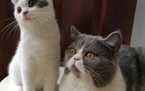 貓生完小貓吐了怎么辦啊