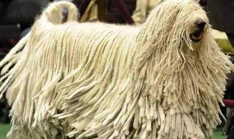 可蒙犬眼睛紅血絲的原因及處理方法