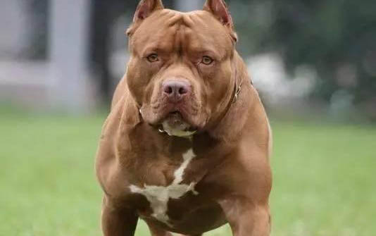 美國比特犬怎么判斷生病了