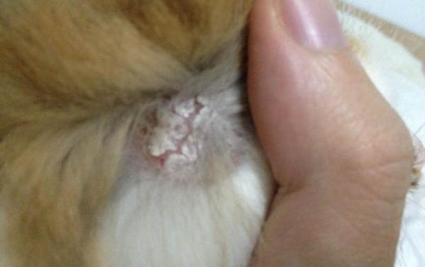 貓咪嗜睡拉稀嘔吐不吃東西的原因