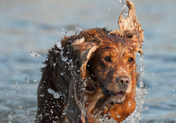 英國可卡犬飼養(yǎng)方法和注意事項(xiàng)