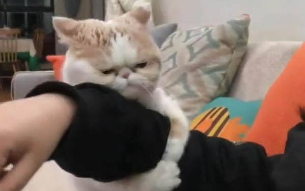 小貓吐了第二天就死了是為啥