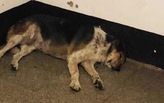 狂犬病的狗能活多久