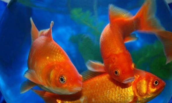 珍珠金魚好養嗎