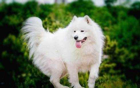 狗死后還會(huì)在家嗎