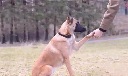 有哪些狗狗作為導盲犬?