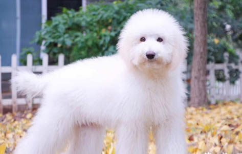 巨貴犬和拉布拉多犬哪個好養(yǎng)