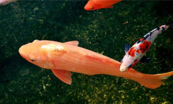 魚是動物類嗎