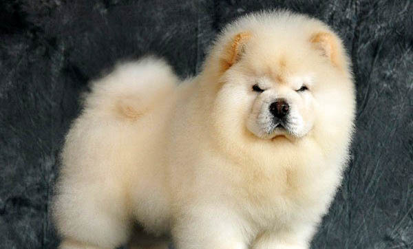 熊獅犬和松獅犬哪個好