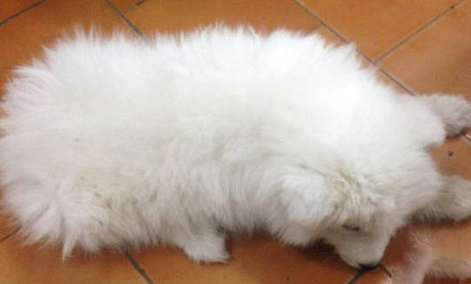 薩摩犬瘟后遺癥能活多久