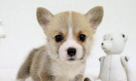 兩個月柯基犬一天喂幾次
