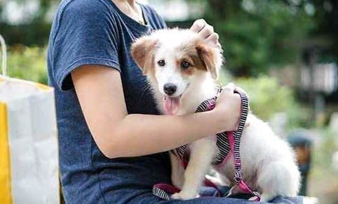 狗狗得了犬瘟能自愈嗎