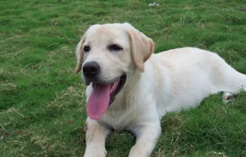 拉布拉多得了犬瘟還能活多久