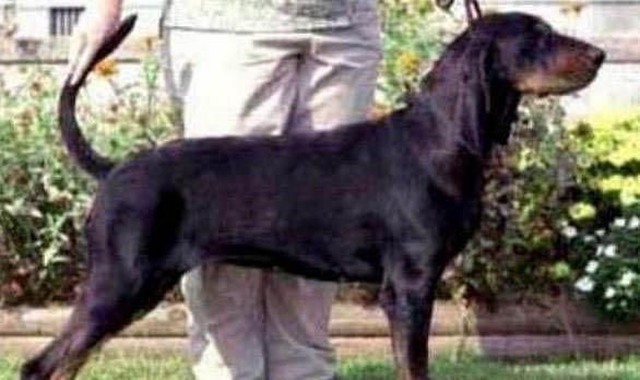 黑褐獵浣熊犬窩咳吃什么藥最好