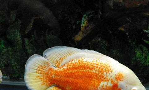 地圖魚和什么魚混養(yǎng)最好?