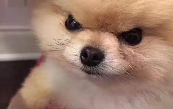 狗狗脫肛能活多久