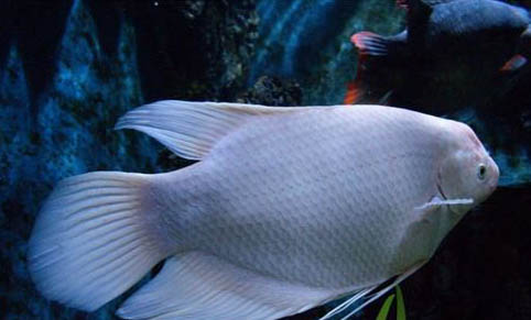 河水可以養(yǎng)魚嗎