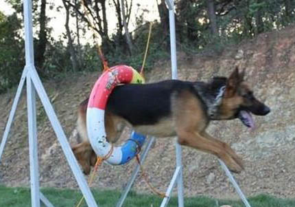 邊境牧羊犬口吐白沫是什么原因