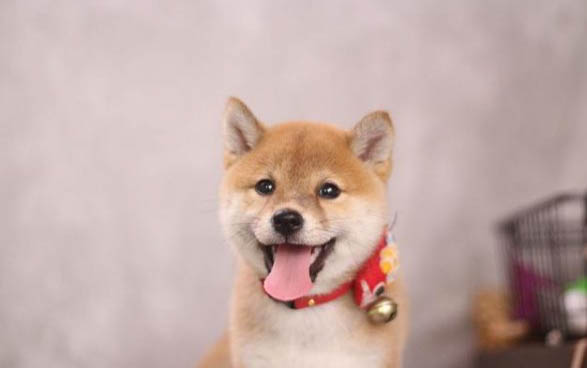 柴犬便秘是什么原因導致的