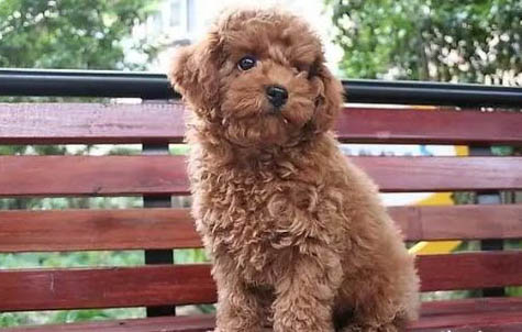 幼犬如何辨別串串狗和土狗啊
