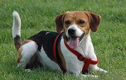 哈利犬和比格犬的區別圖片