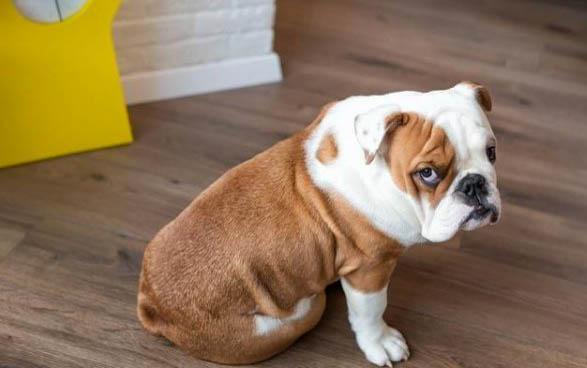 英國(guó)斗牛犬飼養(yǎng)方法和注意事項(xiàng)