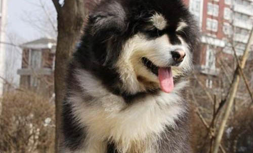 好養(yǎng)的大型犬