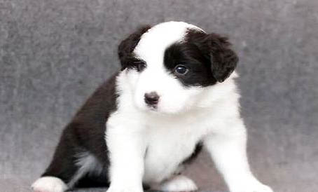 如何照顧生病的幼犬?