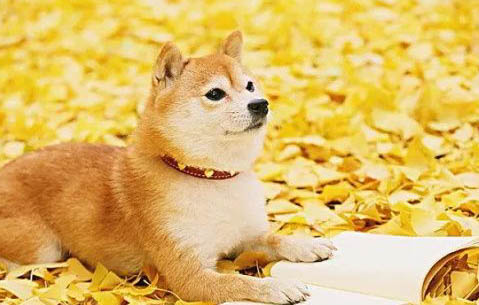 柴犬哪里有賣的