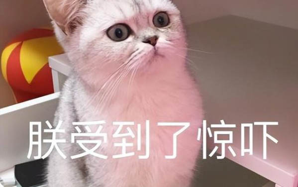 小貓需要買什么東西？
