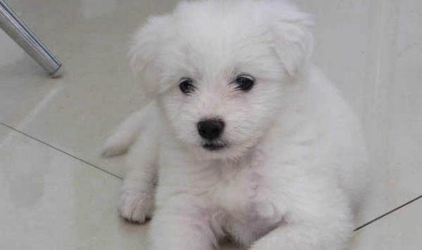 比熊犬為什么會(huì)得色盲?