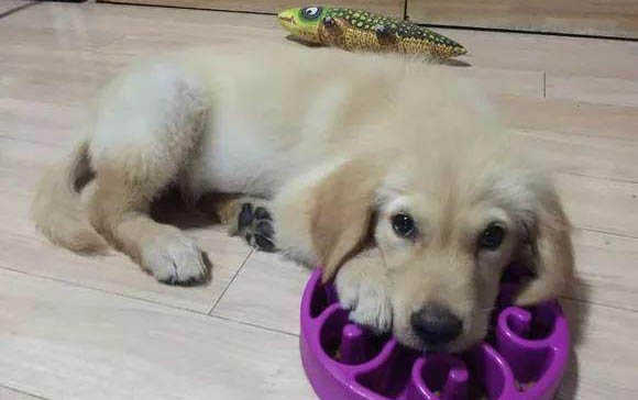 狗狗的疫苗間隔多久打一次