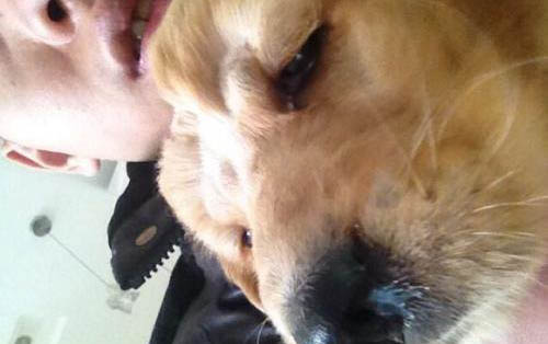 狗狗換牙期間食欲不好？