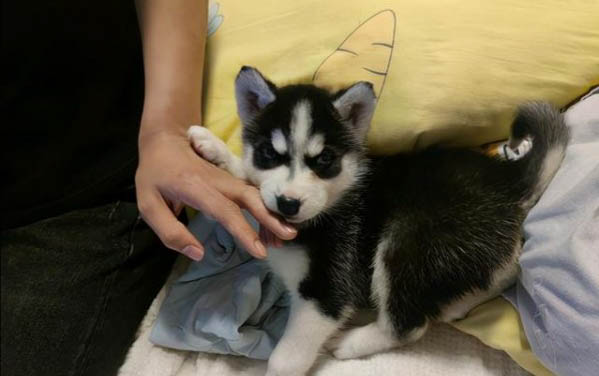 狗狗缺鈣的癥狀都有哪些