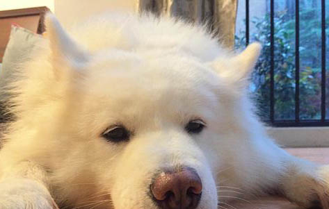狗狗可以喝酸奶嗎?